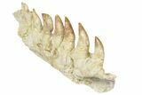 Mosasaur Jaw Section with Nine Teeth - Morocco #189999-2